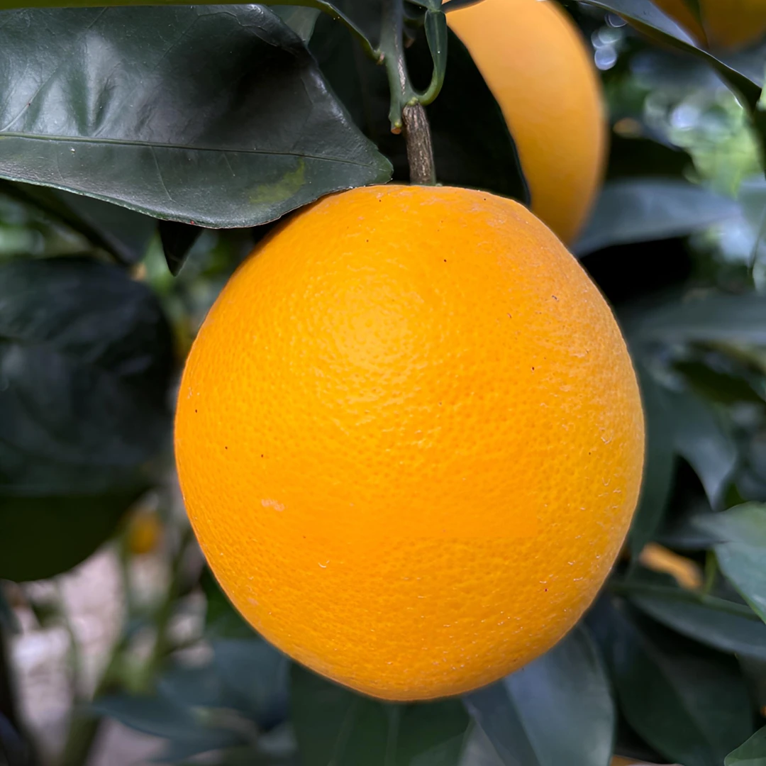 现摘赣南脐橙正宗江西寻乌果园直发香甜无籽新鲜水果甜橙送开橙器
