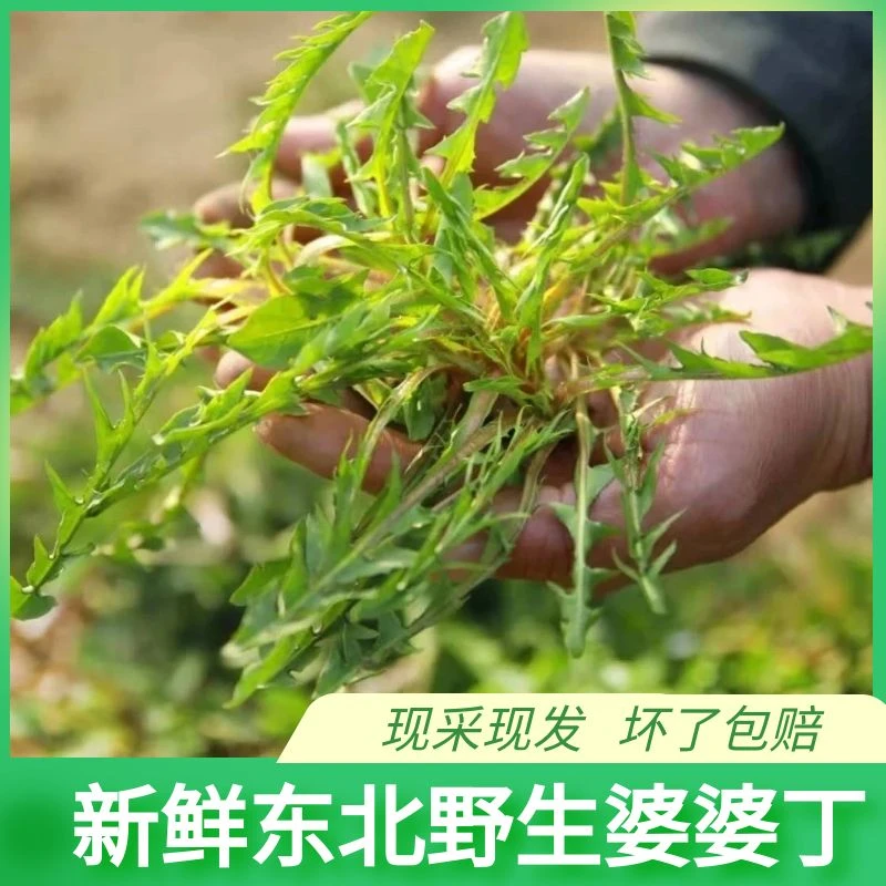 现采野生婆婆丁蒲公英叶大 有花苞适合焯水吃做馅包邮蘸酱菜