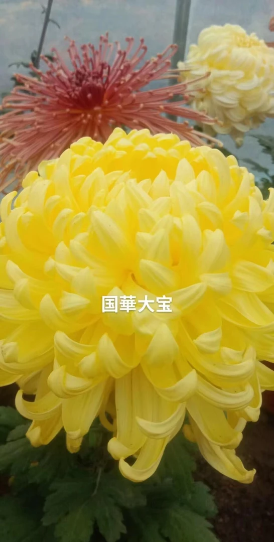 菊花盆栽 菊花带花苞 菊花苗 九月菊花