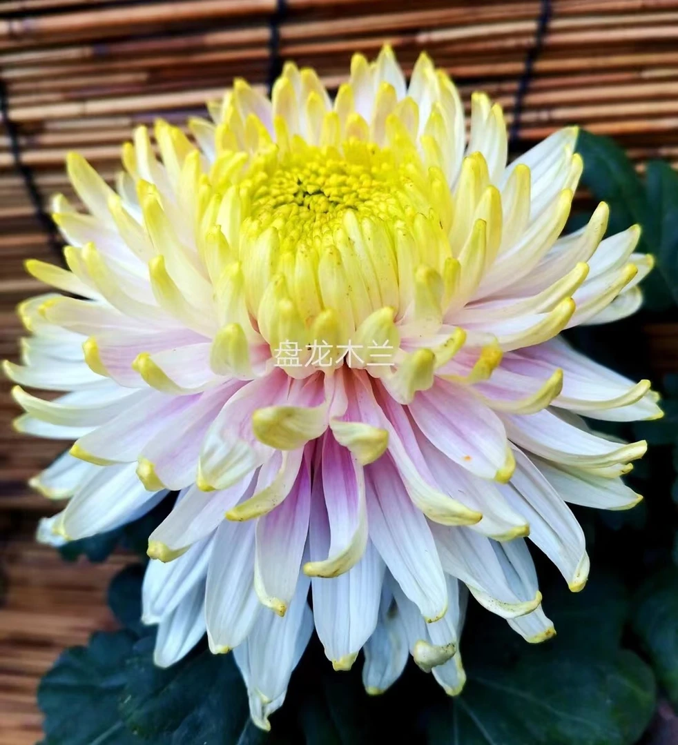 菊花盆栽 菊花带花苞 菊花苗 九月菊花