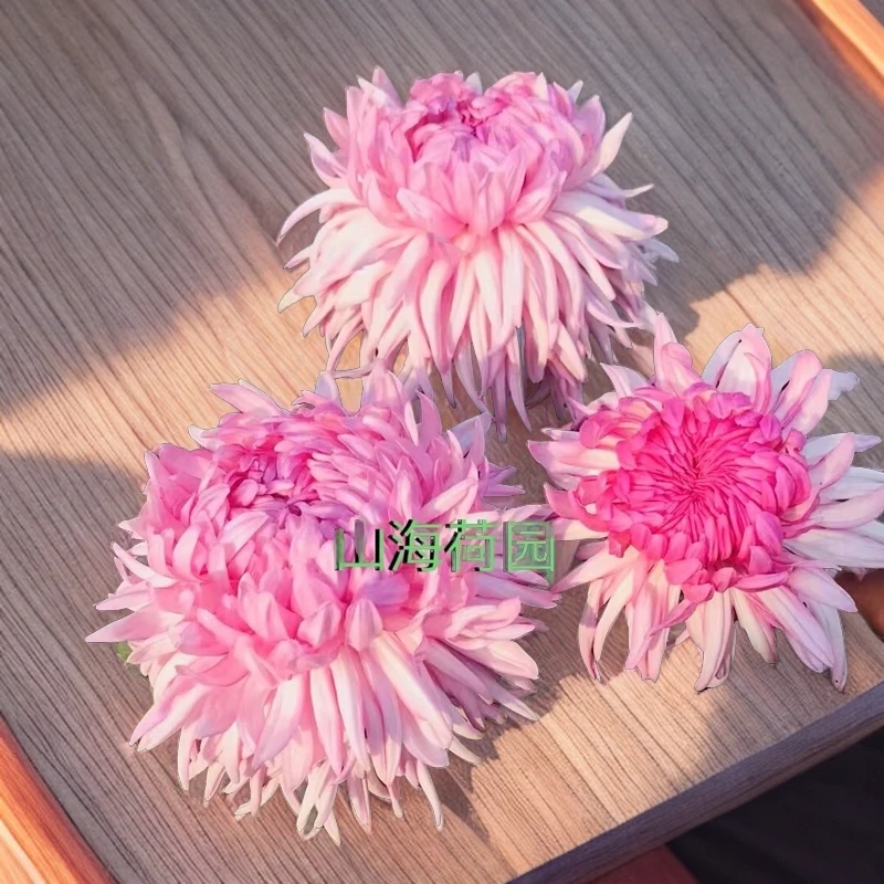 山海河园菊花盆栽带花苞山海系列名贵品种