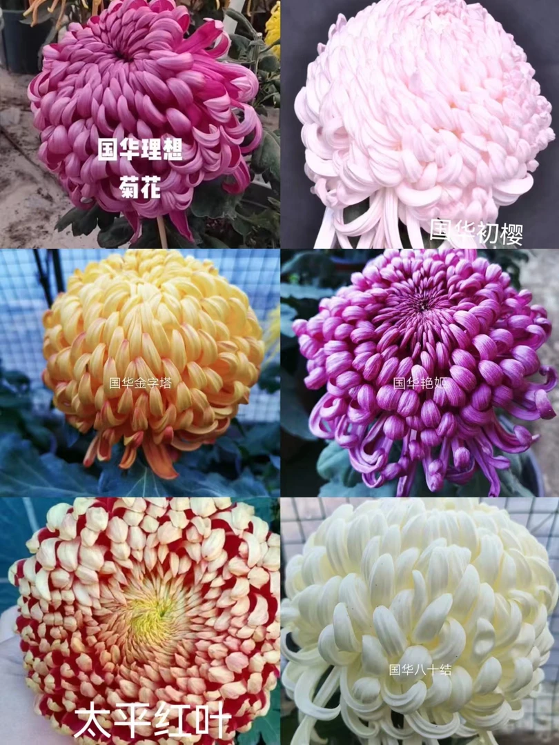 菊花小苗菊花品种品种菊花大菊品种菊