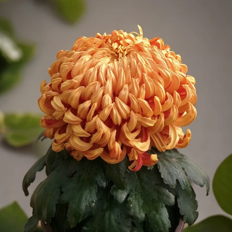太平红叶菊花 名贵品种菊花 菊花苗菊花盆栽