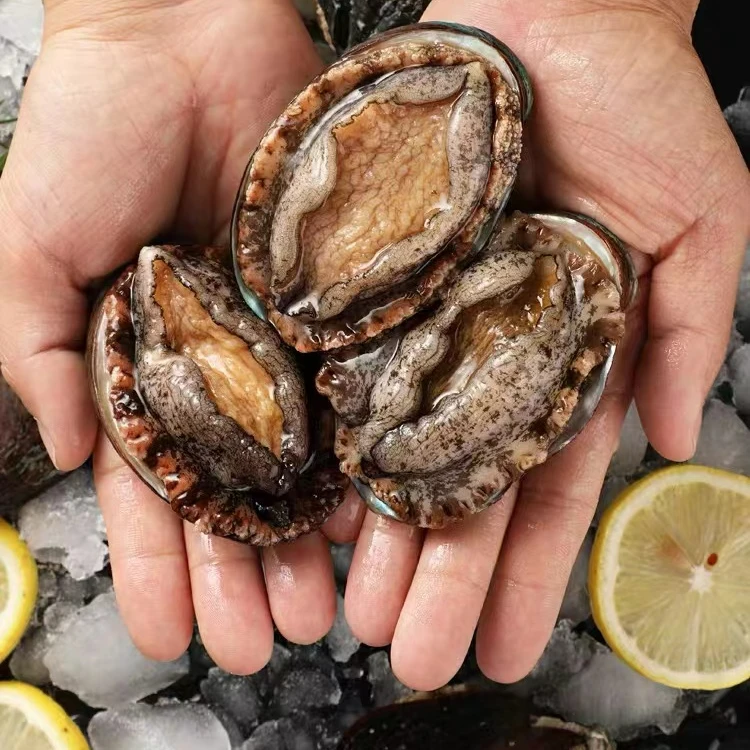 9-10头规格鲍鱼5.5-6.5cm 海鲜水产速冻锁鲜鲍鱼 到手18+2共20只