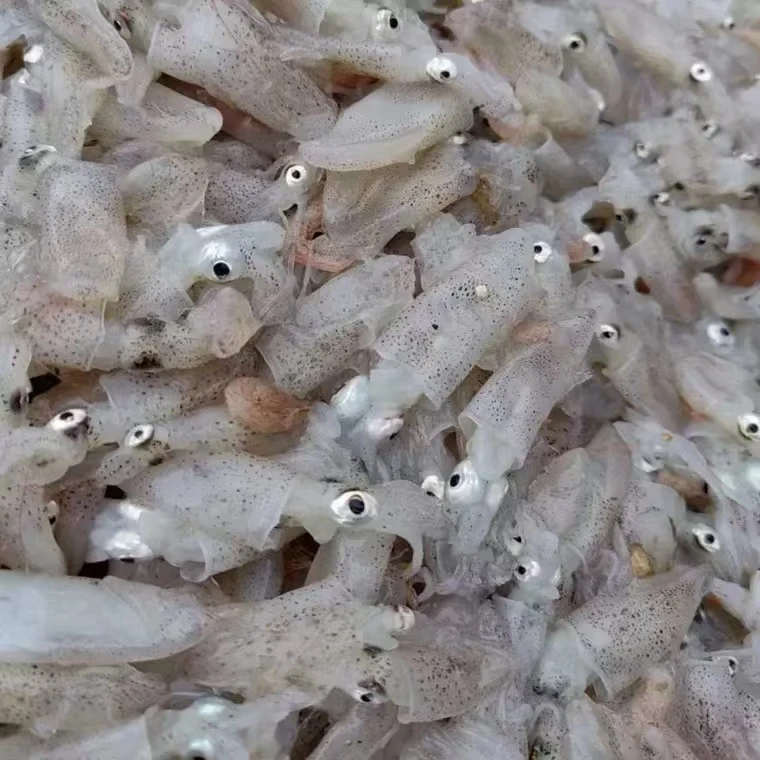 小船海捕野生小海兔/笔管鱼 4斤 鲜货速冻锁鲜发顺丰 口感鲜嫩