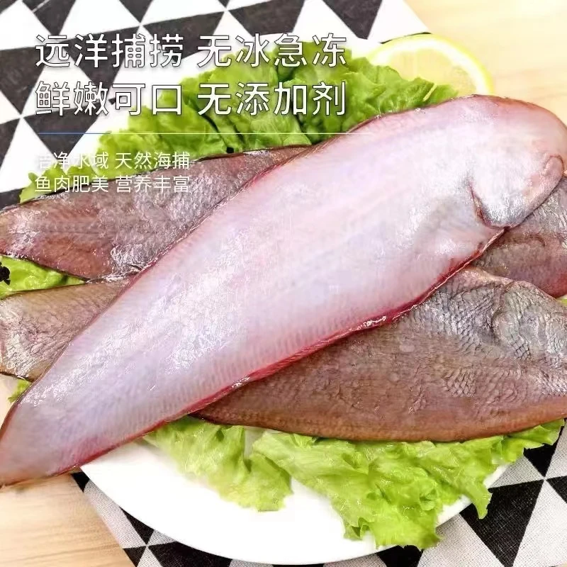 青岛新鲜粗鳞舌头鱼共5斤（5斤21-25条）鲜鱼速冻锁鲜发货