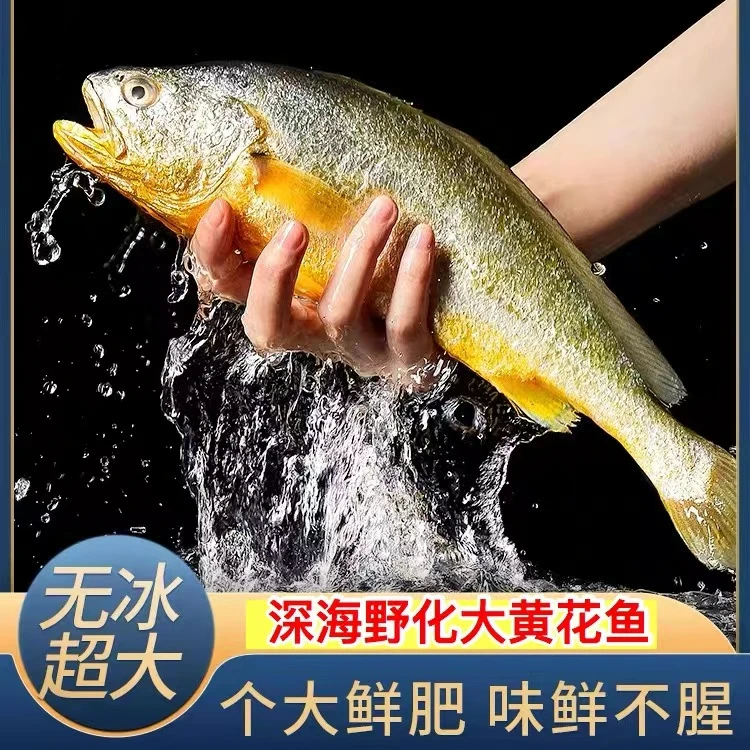 深海野化大号黄花鱼(600-700克每条)到手4条 鲜鱼速冻锁鲜发顺丰