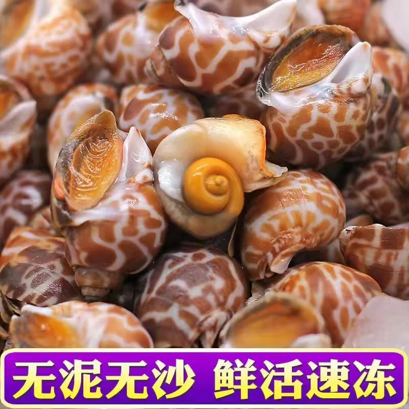 连云港发话 新鲜花螺大号海鲜水产 每斤100-200粒 净重2500