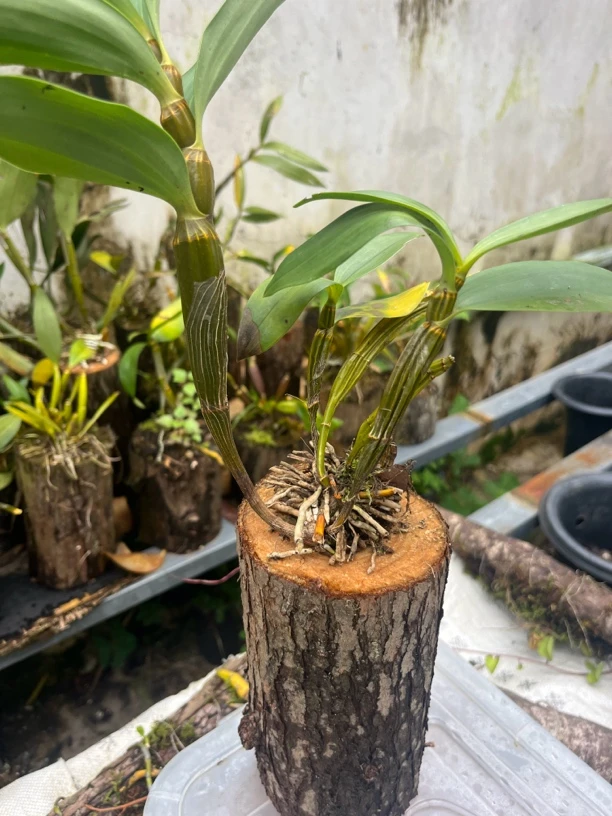 石斛花卉盆景一物一拍