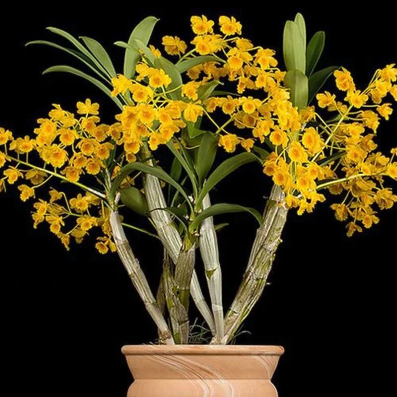 石斛花卉园艺一物一拍