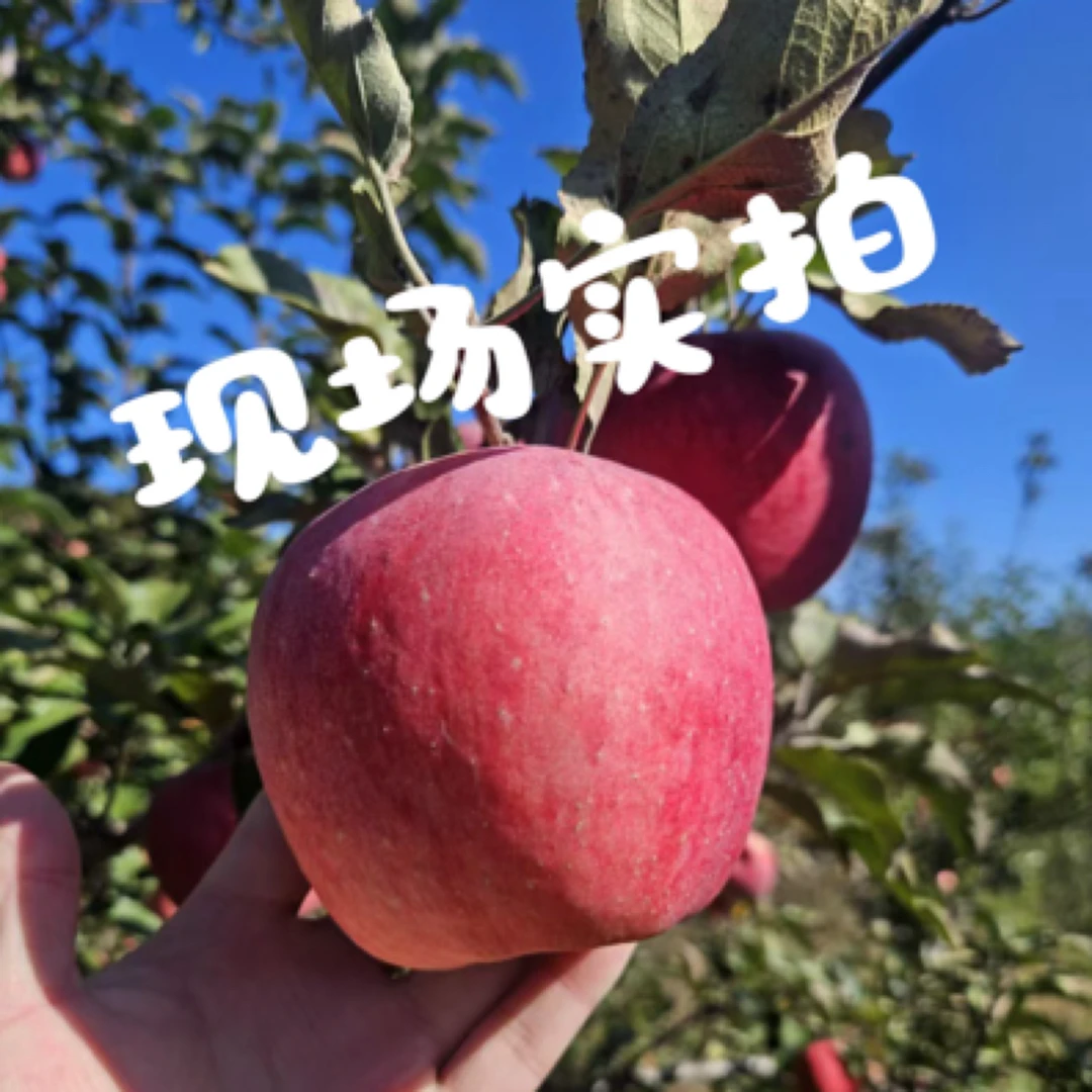 特价【小果】新城子老树红富士（一斤4-5个左右）京东包邮到家