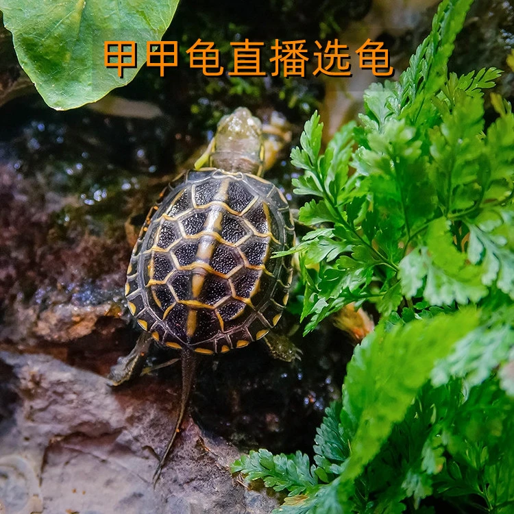 「超萌好物」甲甲龟直播选龟草龟地图锦龟火焰大河珍珠龟深水宠物龟