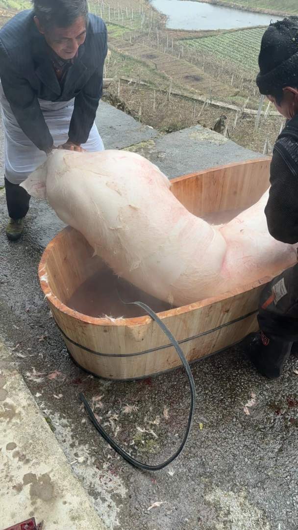 农家熟食猪 散养猪