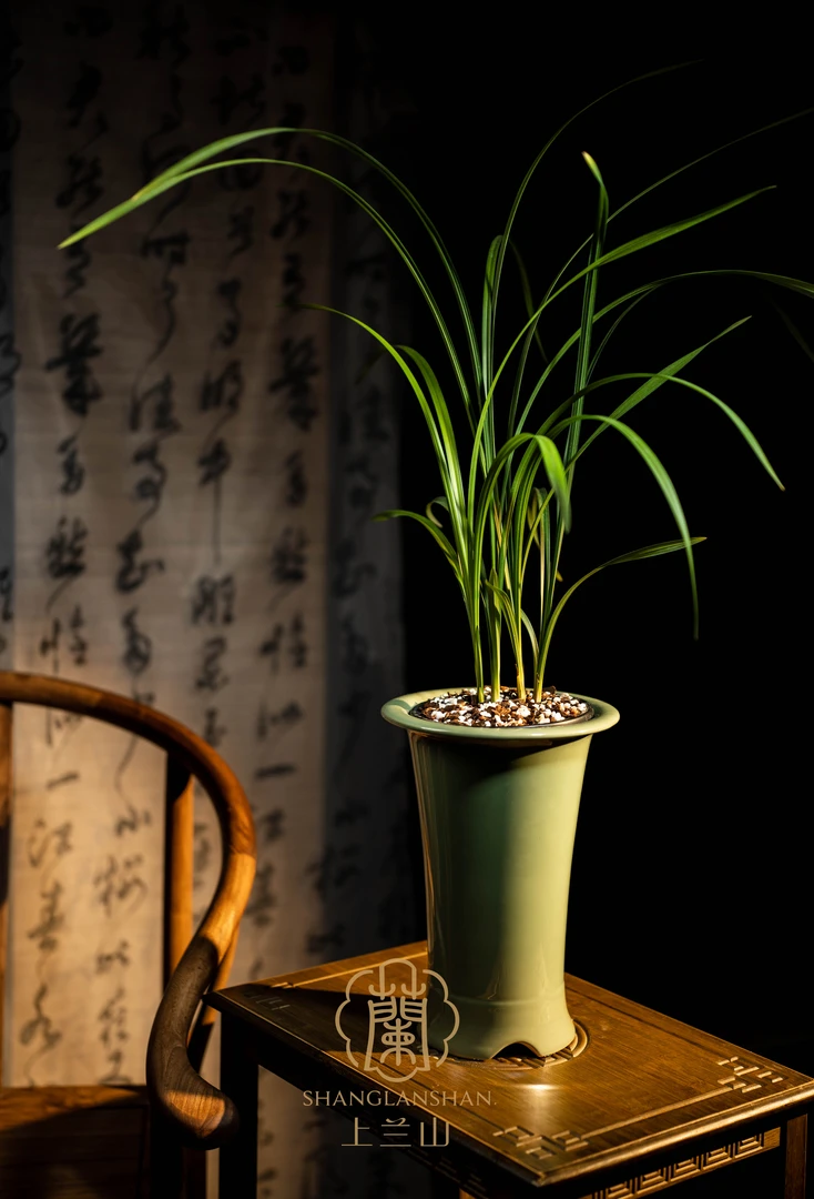 上兰山精品兰（直播兰花一物一拍，非请勿拍，151-200散）