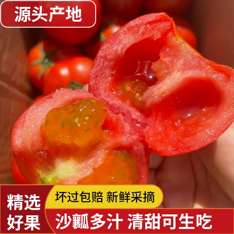 河北沙瓤西红柿5斤爆汁酸甜新鲜现摘自然新鲜水果番茄产地直发