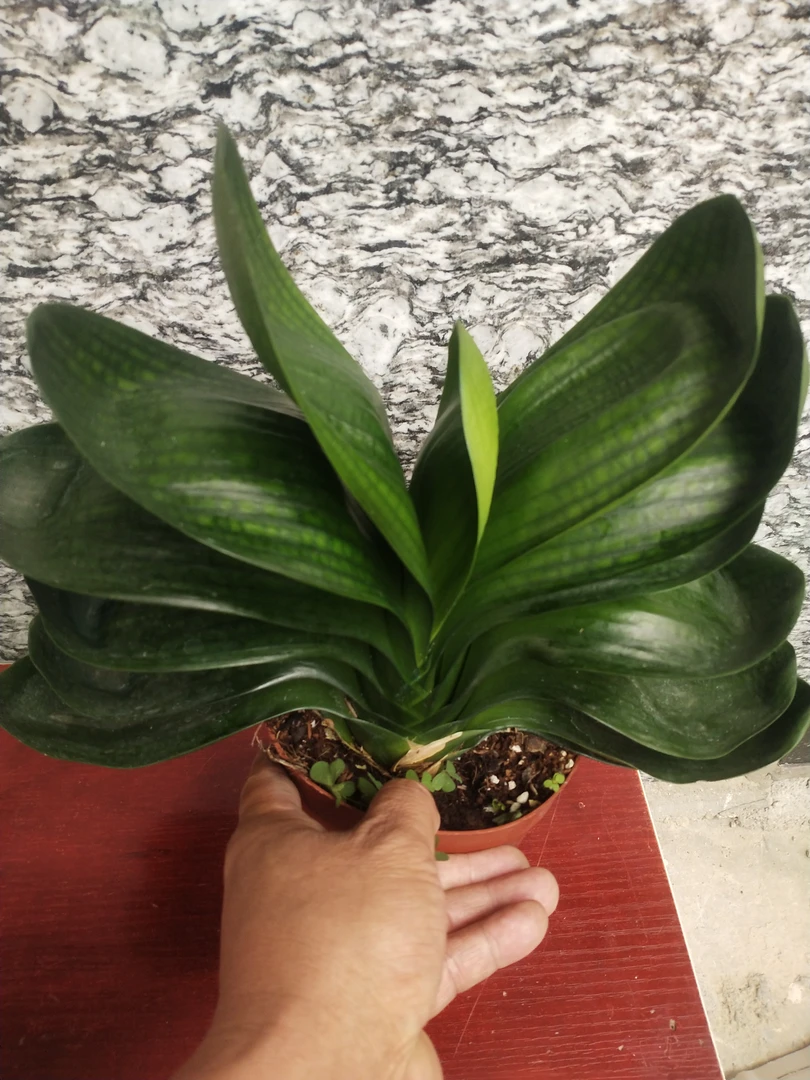 君子兰直播一物一拍盆栽精品绿植花卉植物室内