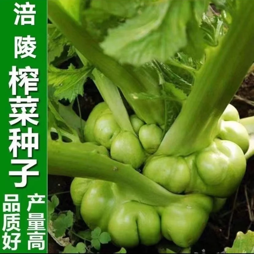 【满5包包邮】涪陵榨菜种子四川榨菜大头菜青头菜芥菜耐寒蔬菜种子