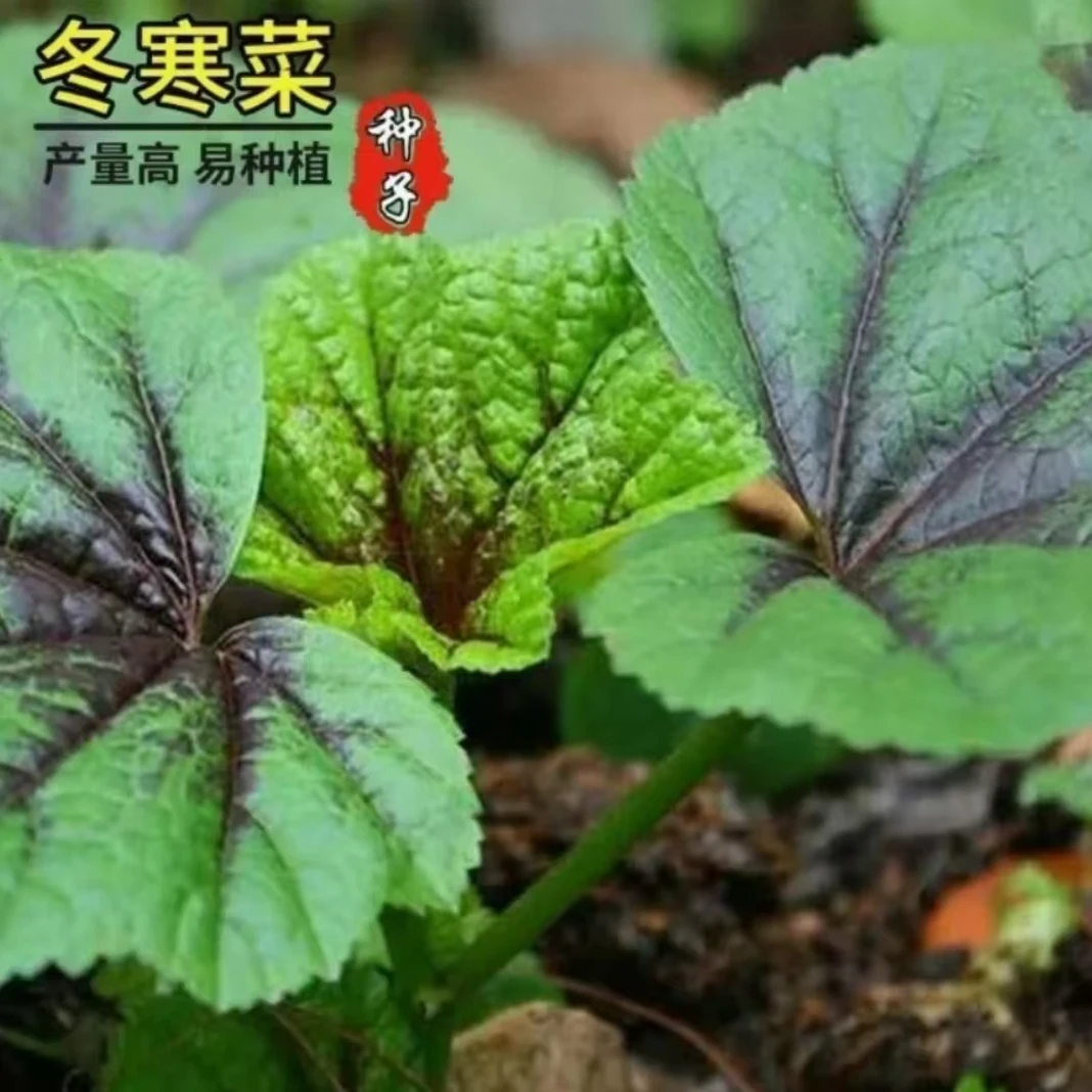 【满5包包邮】冬寒菜种子冬苋菜糯米冬寒高钙菜秋冬盆栽地栽田园菜