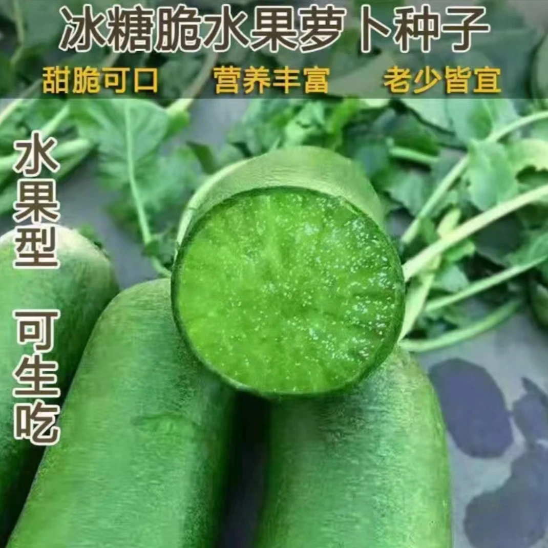 【满5包包邮】冰糖脆萝卜种子 生吃脆甜水果萝卜绿皮绿肉绿萝卜蔬菜