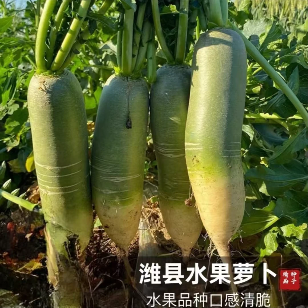 【满5包包邮】潍县青萝卜种子 高产多汁口感甜脆青萝卜水果萝卜种子