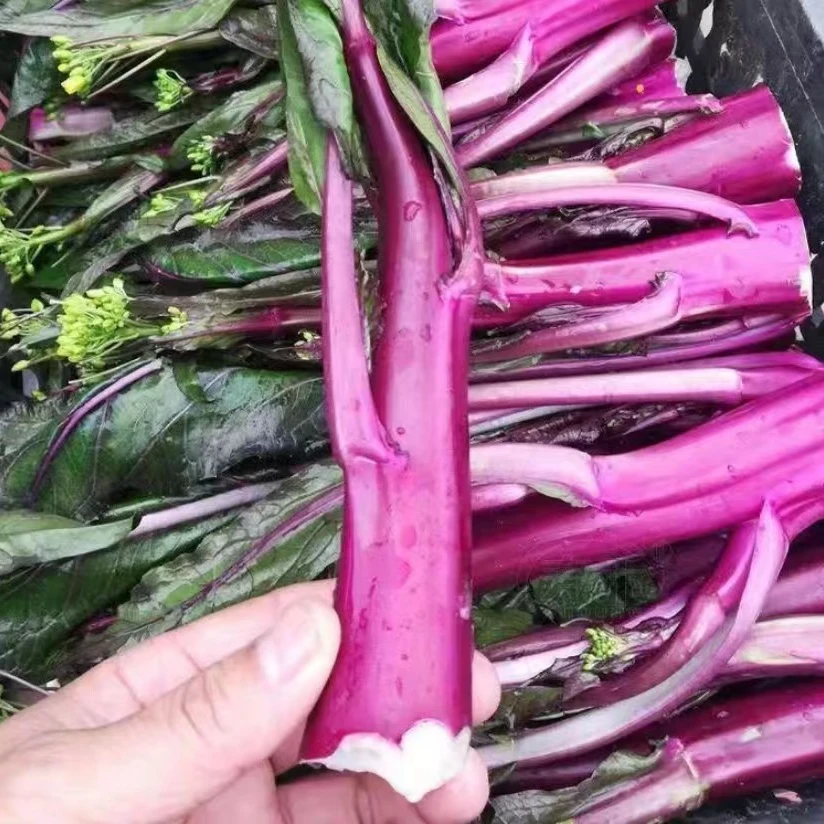 【满5包包邮】紫菜苔种子田园蔬菜种子专吃菜苔秋冬季蔬菜种植简单
