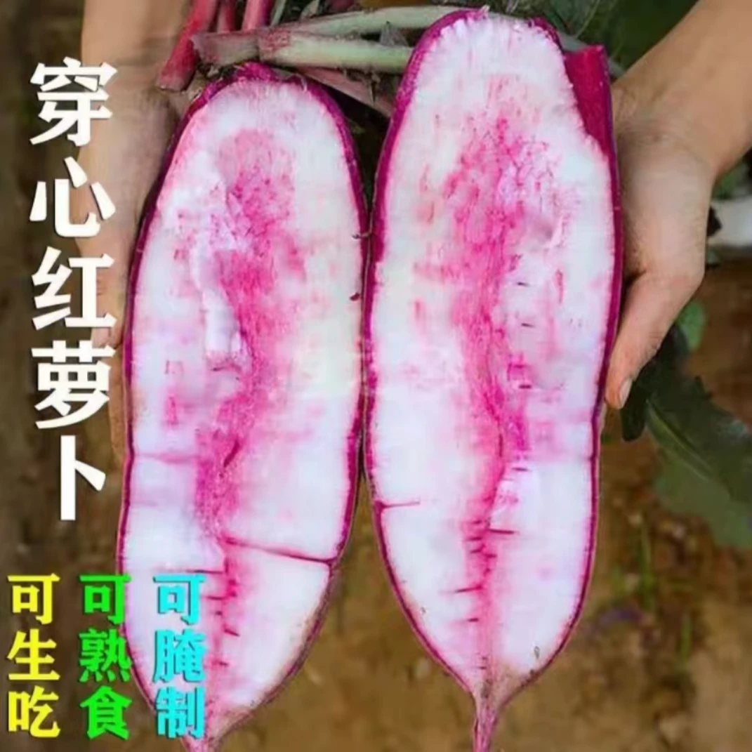 【满5包包邮】穿心红萝卜种子 口感甜脆不易糠心秋冬萝卜红心萝卜