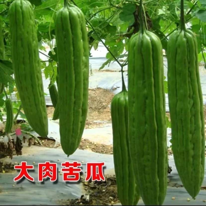 【满5包包邮】油绿肉苦瓜种子大肉苦瓜绿苦瓜阳台耐热四季春播蔬菜