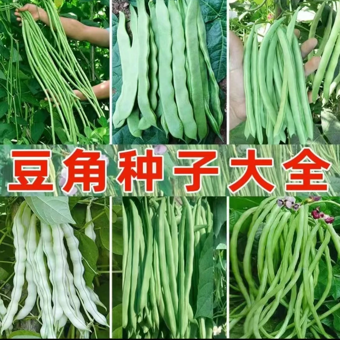 【满5包包邮】各类豆角种子大全四季豆无架豆地豇豆种籽田园蔬菜
