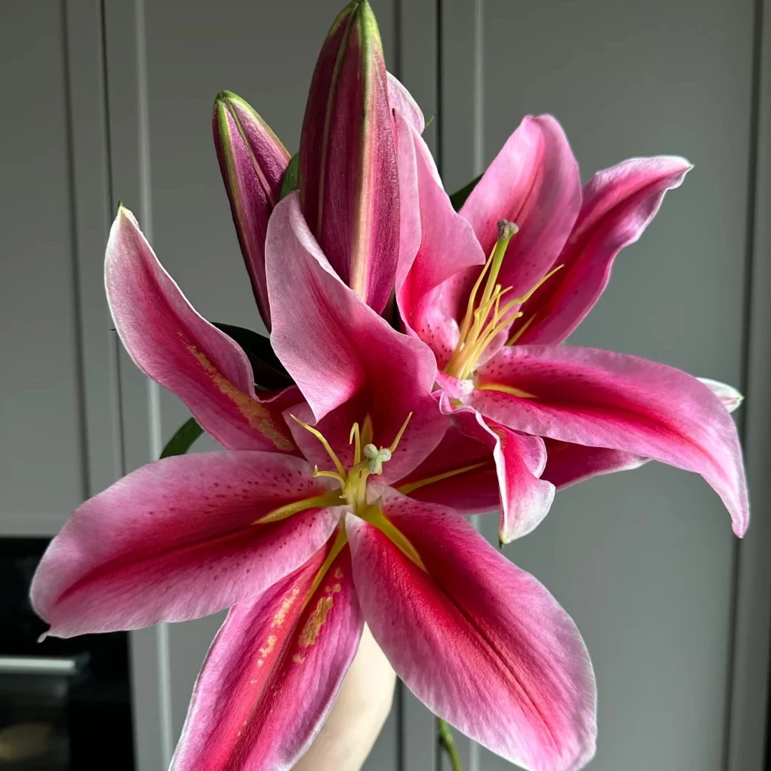 【飞飞甄选】黑杰克单瓣香水百合·基地直发·鲜花冷链运输