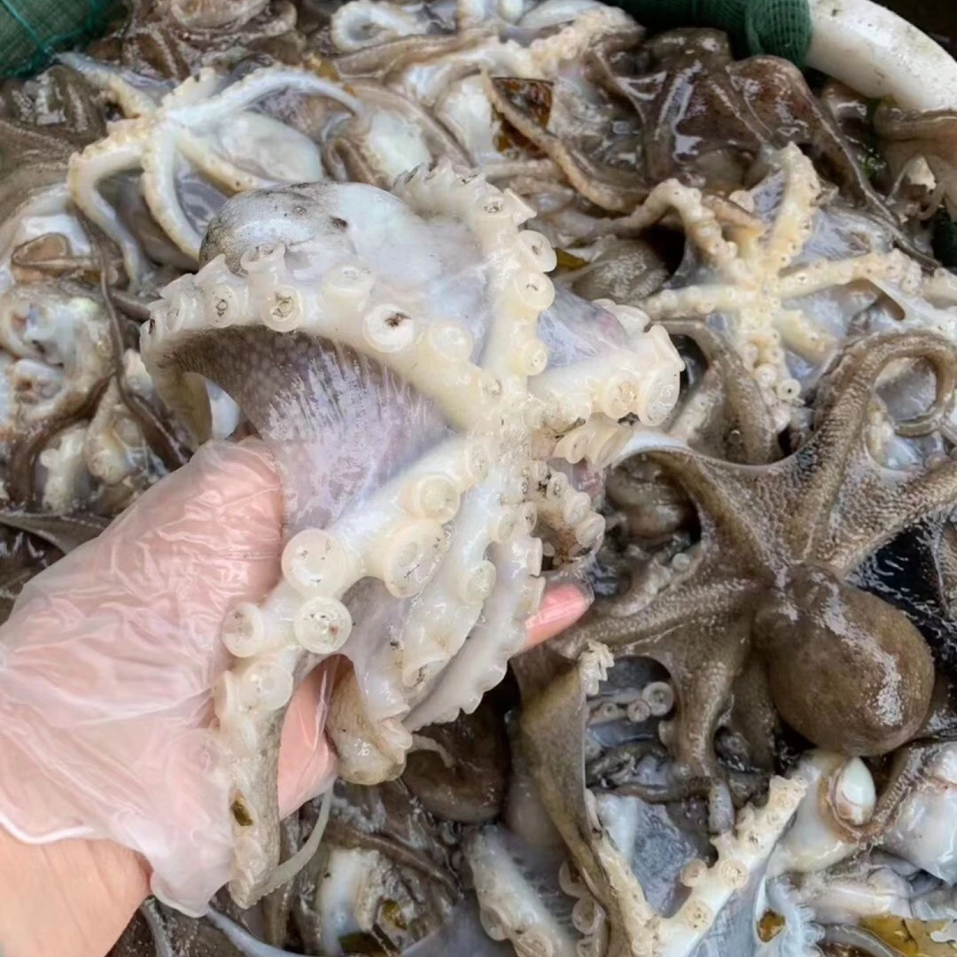 【可加工】鲜八爪鱼（斤）