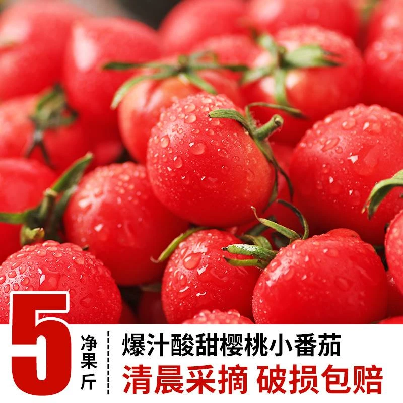 【小扬甄选】圣女果千禧小番茄新鲜樱桃小西红柿孕妇水果现摘现发
