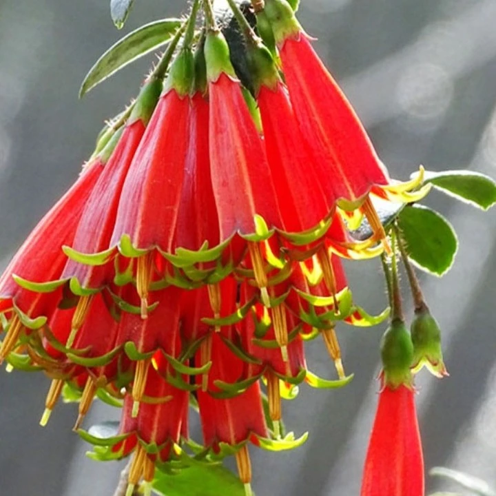 云南网红树萝卜春季开花结果【直播间一物一拍】【私拍随机发货】