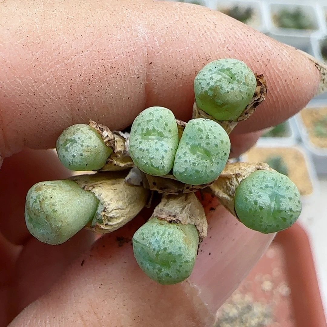094杂交福利福利
