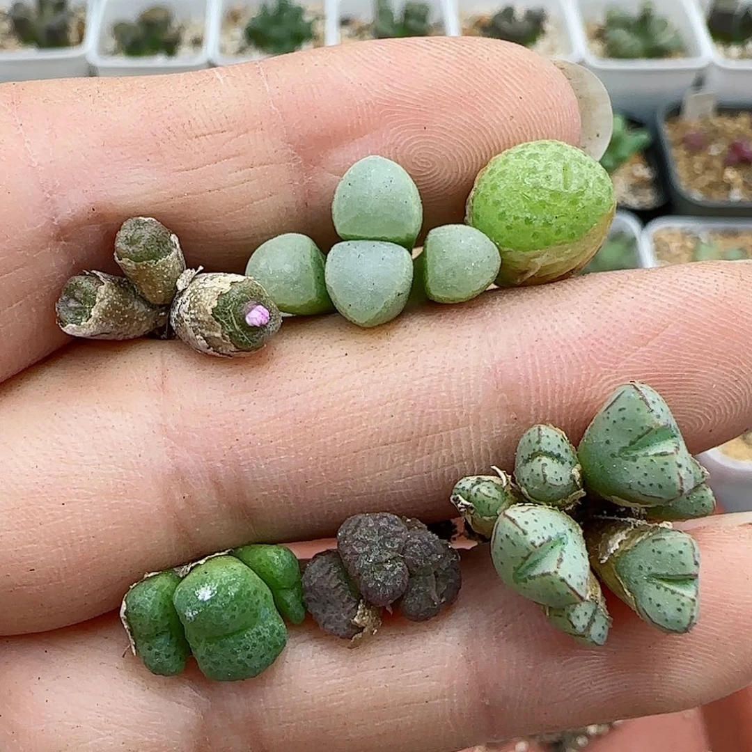 208福利福利福利
