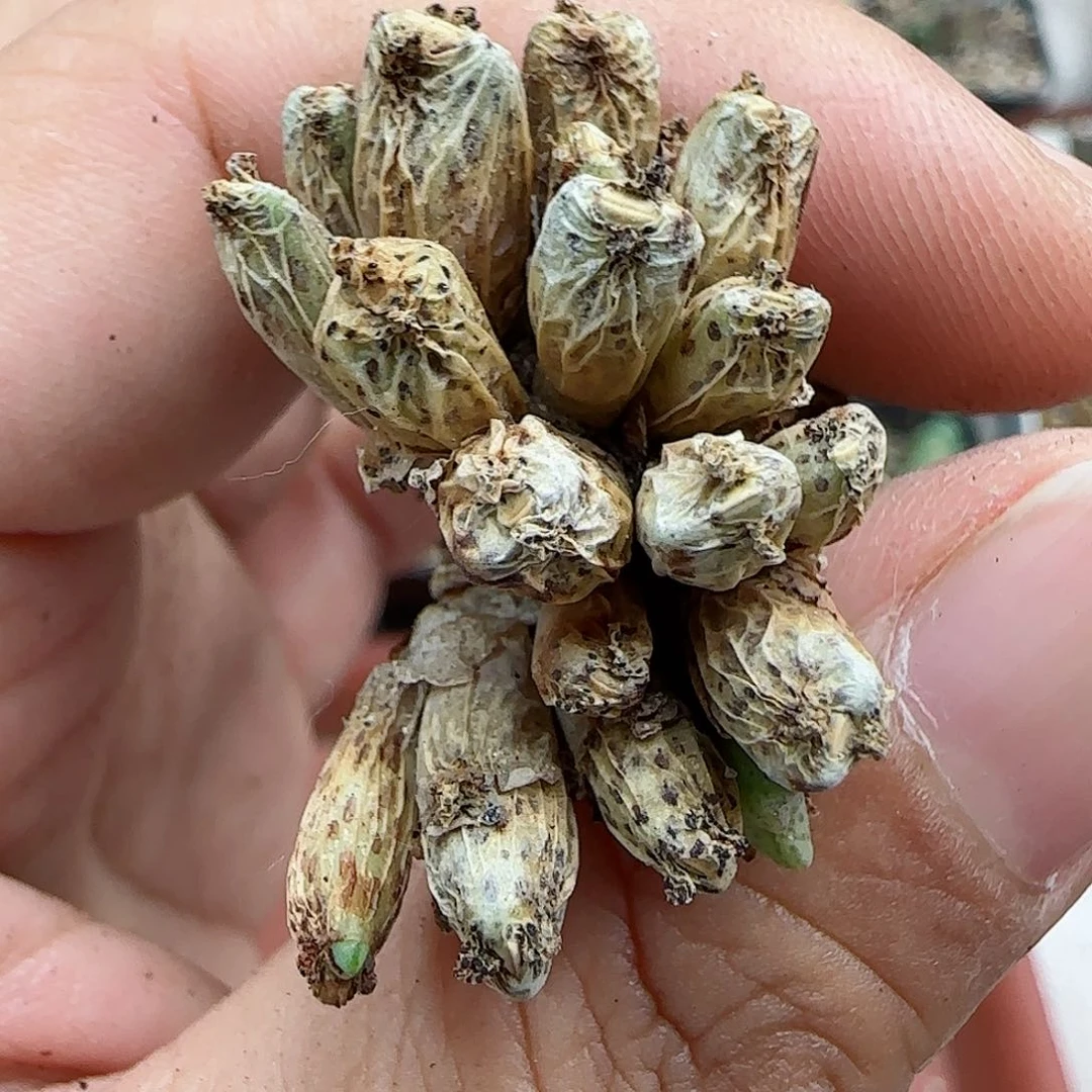 260编号632福利福利