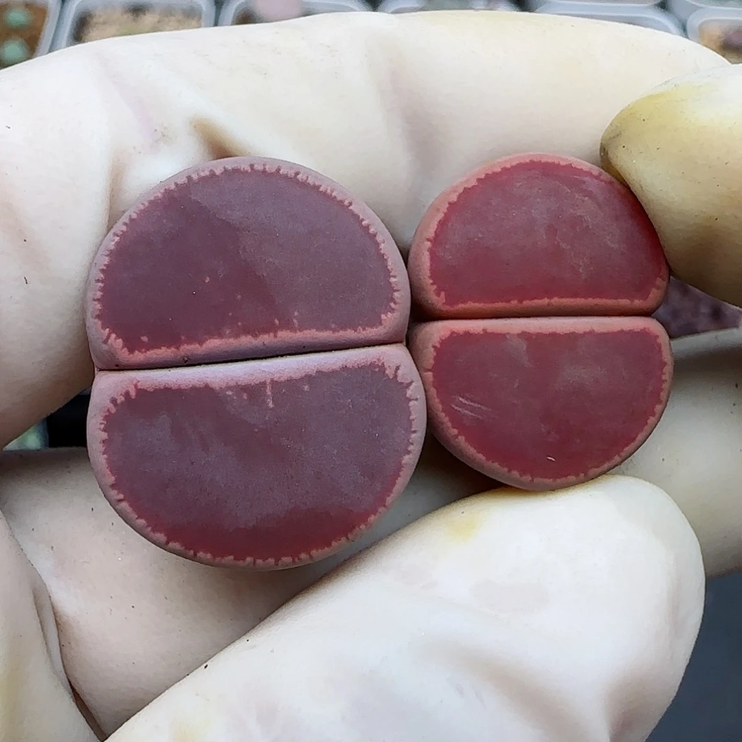 802福利福利福利