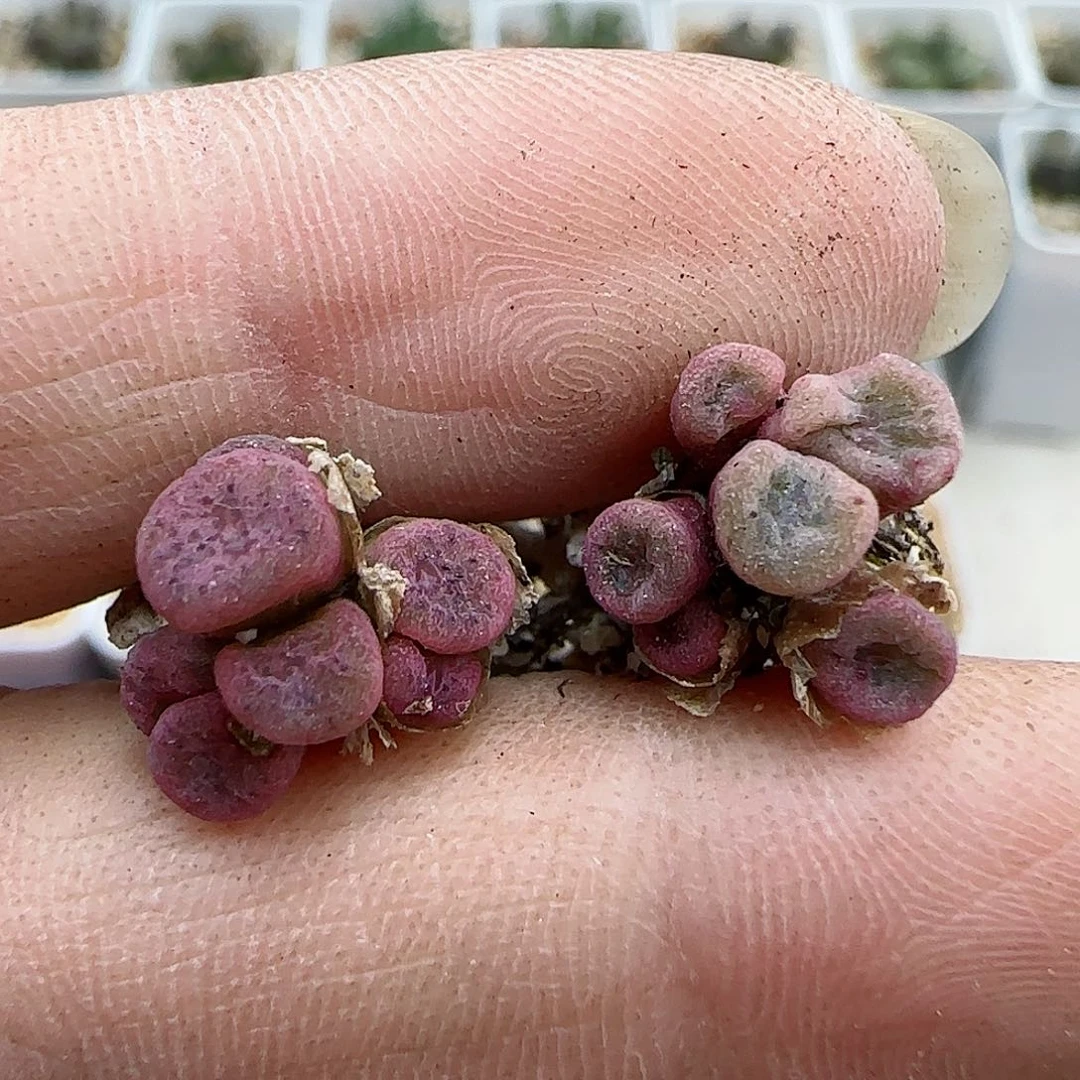 954杂交福利福利