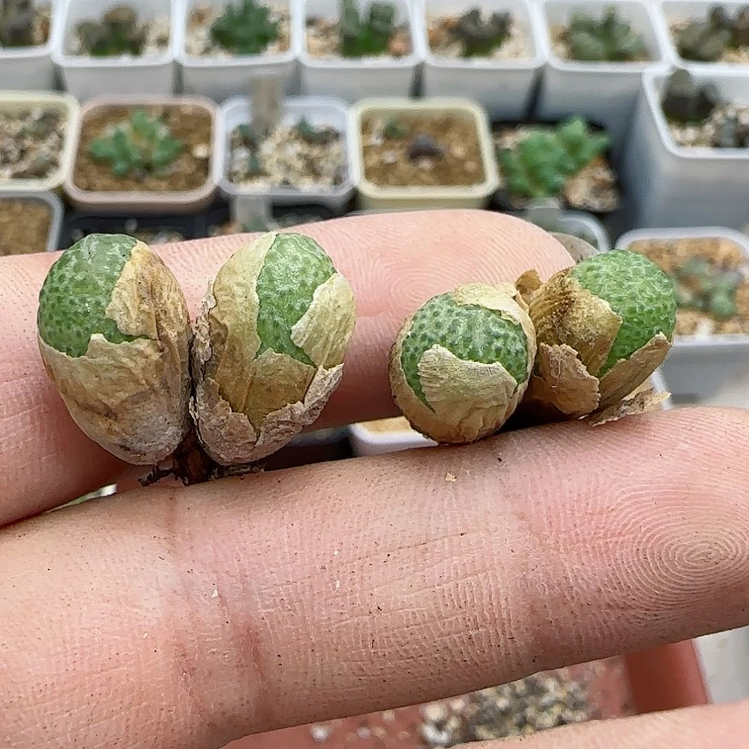 112玉米福利福利