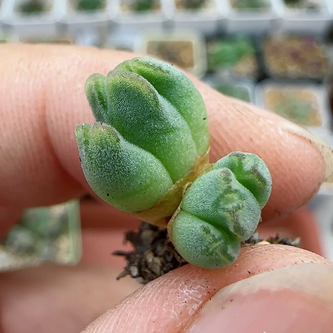 336丹尼尔小猪蹄