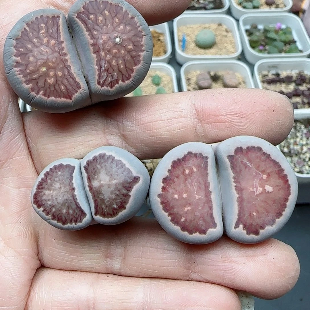 笨**?027福利福利福利