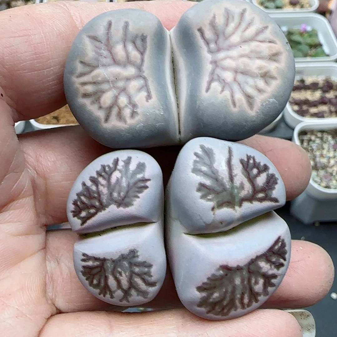 笨**?046福利福利福利