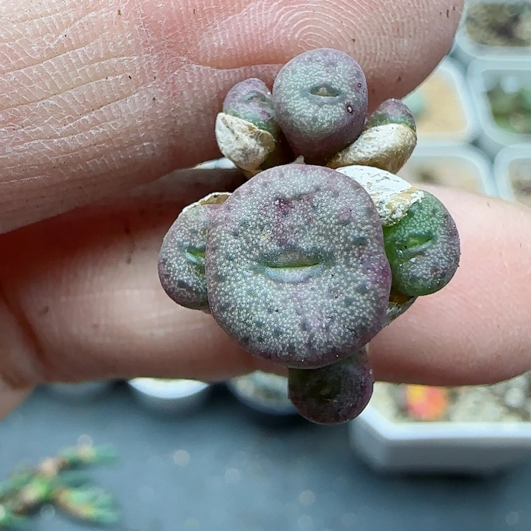 304园艺s纽扣福利