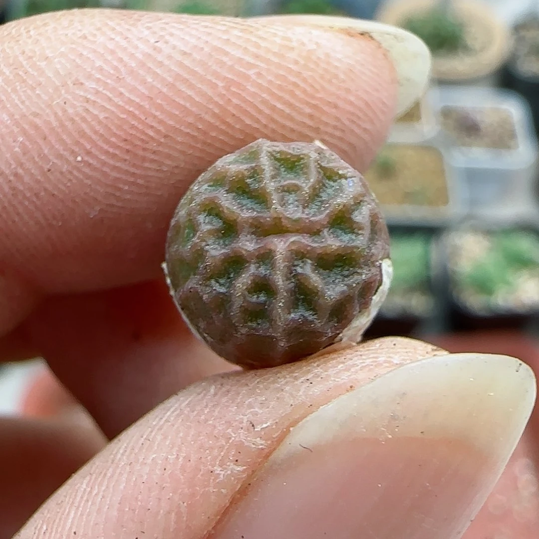 390编号烧麦优选