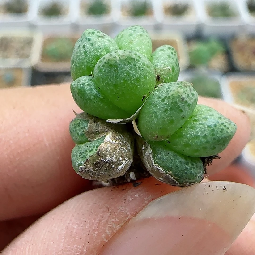 226龙猫斑马福利