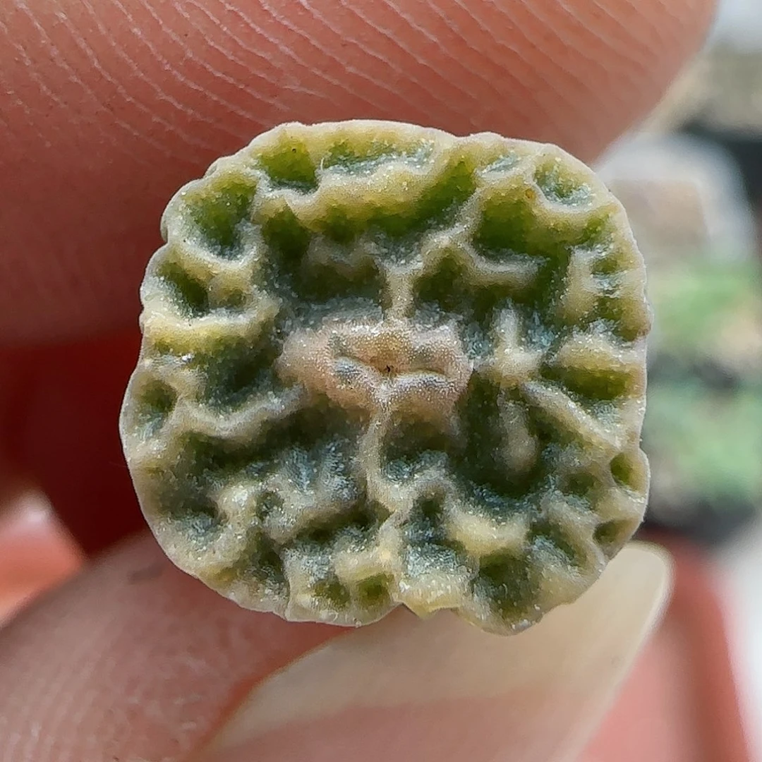 201超级烧麦优选