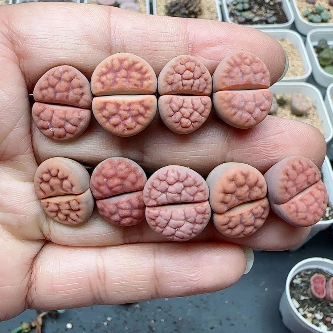 525阿克玫瑰变异