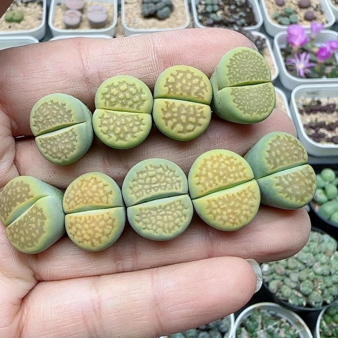 463福利福利福利