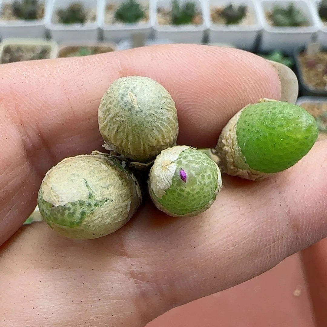 173玉米福利福利