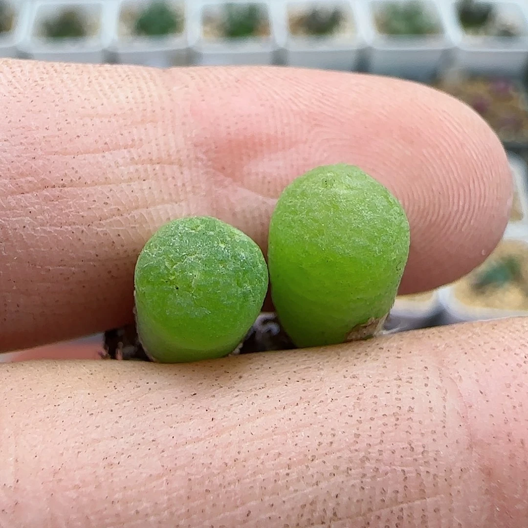 435恐龙蛋福利福利