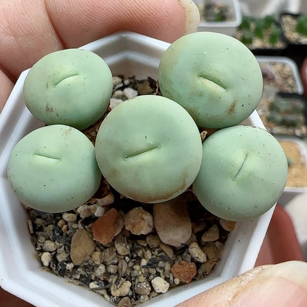 ⁰****591韩国大红嘴带盆